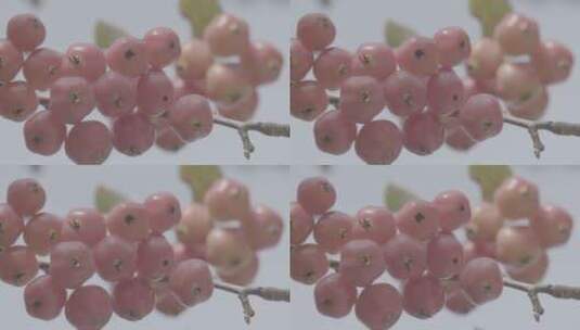 秋季树枝上成熟的海棠LOG高清在线视频素材下载
