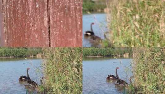 崇明东滩鸟类国家级自然保护区高清在线视频素材下载