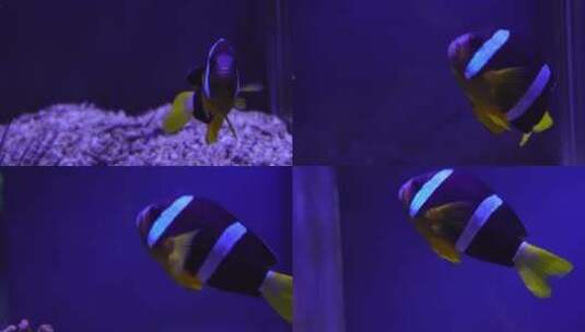 尼莫小丑鱼海洋奇遇记高清在线视频素材下载