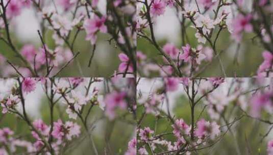 高清4K园林桃花盛开高清在线视频素材下载