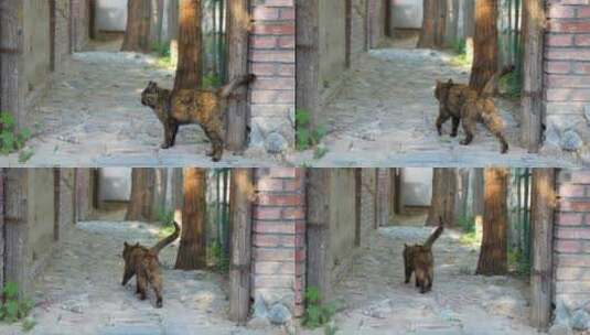 黑猫在小道行走玳瑁猫高清在线视频素材下载