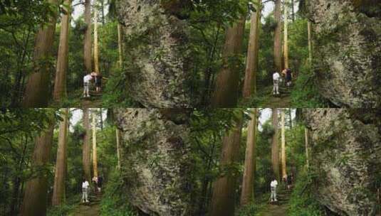 杭州西天目山的百年老树和山林高清在线视频素材下载