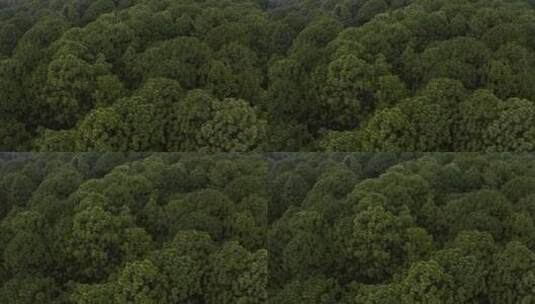 空中游览茂密的树木丛林高清在线视频素材下载