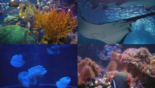 海底世界水族馆珊瑚礁小鱼鱼群小丑鱼水母高清在线视频素材下载