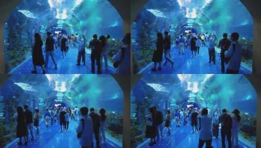 上海海昌海洋公园动物海洋馆游乐园4K素材高清在线视频素材下载