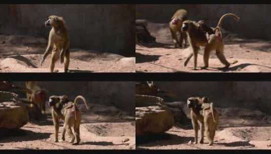 猴子狒狒动物园野生动物高清在线视频素材下载