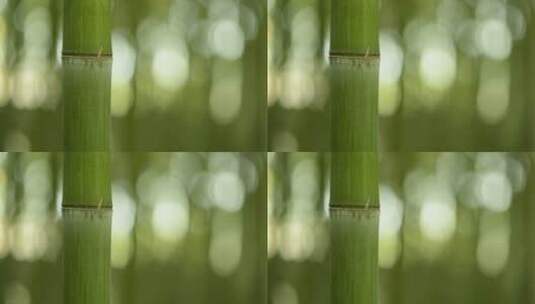 清翠的竹高清在线视频素材下载