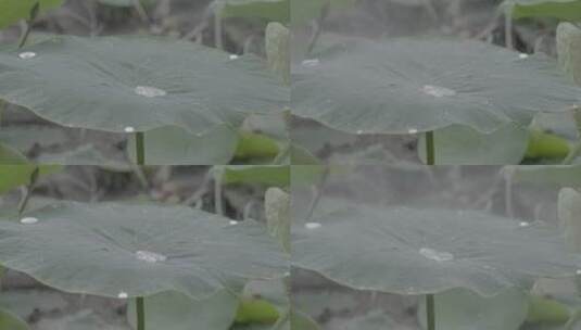 雨后的荷叶LOG高清在线视频素材下载