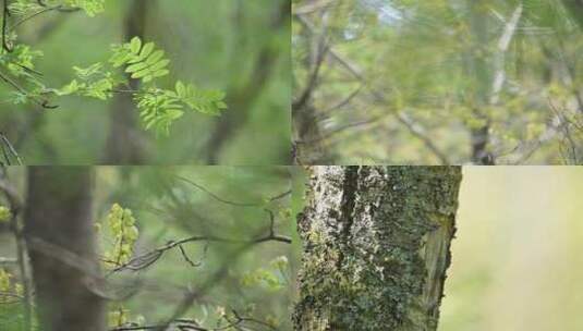 春季初夏森林植树树木生机盎然高清在线视频素材下载