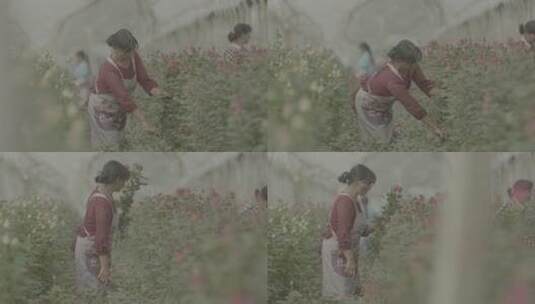 花卉种植基地里采摘鲜花的工人高清在线视频素材下载