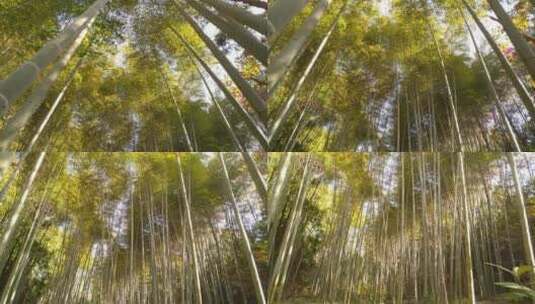 美丽生态茂林修竹竹林竹海高清在线视频素材下载