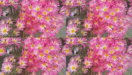 绿化粉红色的漂亮菊花高清在线视频素材下载