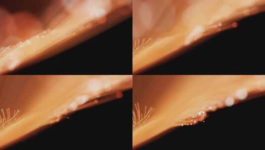 流动生长的金色粒子曲线背景3D渲染高清在线视频素材下载