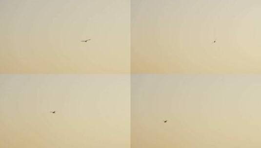 海鸥飞翔升格慢镜头高清在线视频素材下载