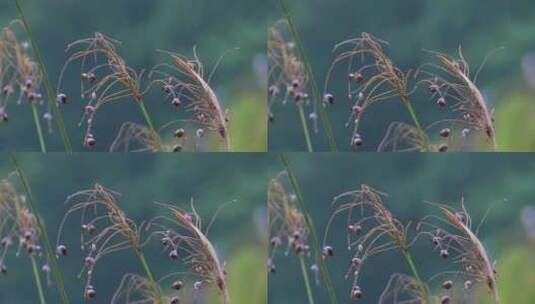 湖边野生植物野花果实高清在线视频素材下载