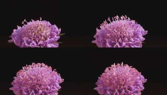 粉色花朵延时拍摄高清在线视频素材下载