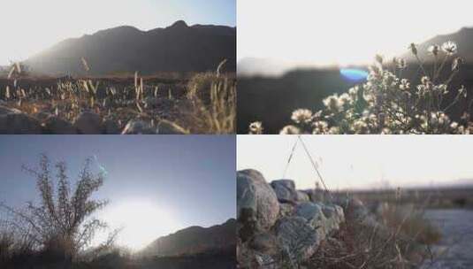 贺兰山荒滩植物石头04高清在线视频素材下载