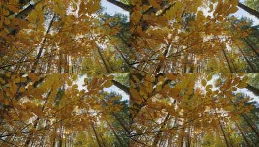 4K-秋天来了、灿烂金秋、秋季的树林高清在线视频素材下载
