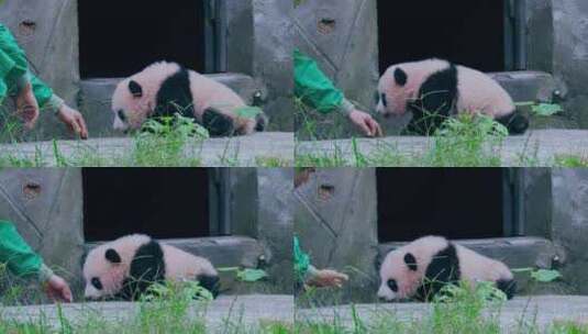 大熊猫幼崽晒太阳高清在线视频素材下载