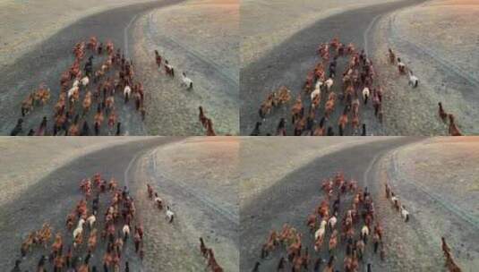 奔跑的马 草原马群高清在线视频素材下载