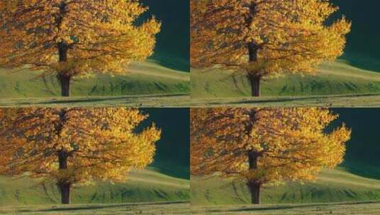 秋天草原上的一棵树高清在线视频素材下载