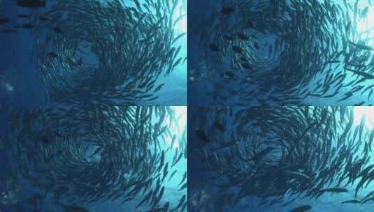 鱼群 海洋高清在线视频素材下载