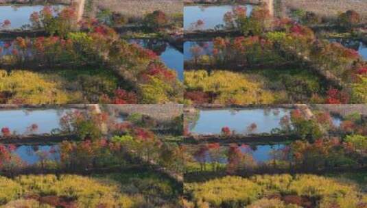 杭州余杭区北湖草荡湿地秋天风光航拍高清在线视频素材下载