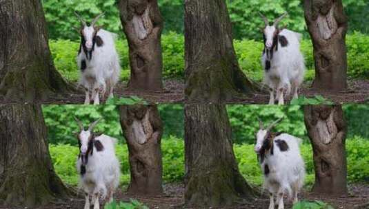 在大树下吃草的黑白山羊高清在线视频素材下载