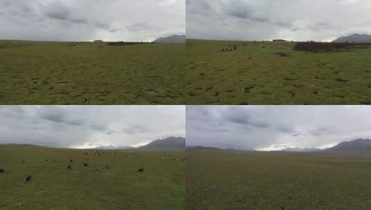 航拍青海高原牦牛群氛围感极强特殊地貌雪山高清在线视频素材下载