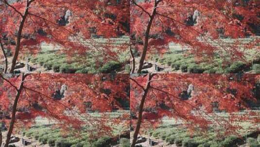 秋天唯美茶园红叶红枫逆光光影高清在线视频素材下载