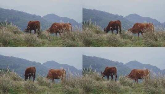 高山上的牛黄牛高清在线视频素材下载