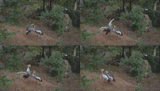 黑冕鹤野生动物高清在线视频素材下载