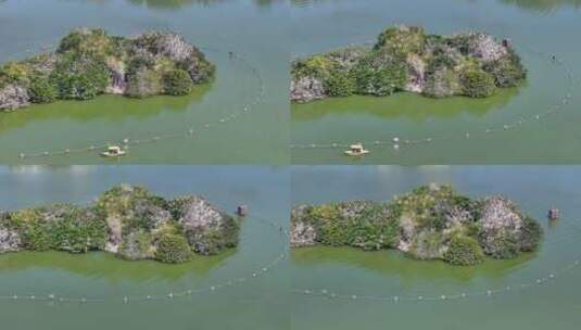航拍广东省惠州西湖鸟岛高清在线视频素材下载
