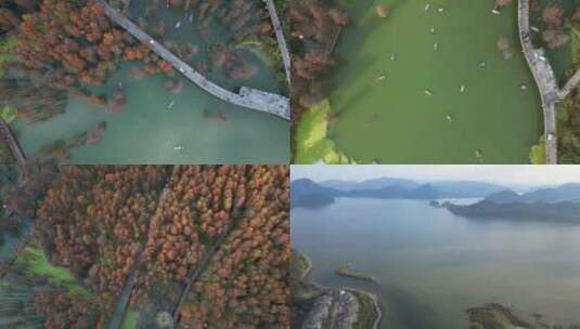 杭州青山湖水上森林公园划船 水杉高清在线视频素材下载
