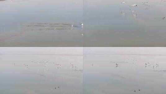 鄱阳湖鸟越冬航拍高清在线视频素材下载