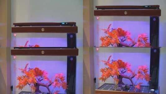 一组观赏鱼 花鸟市场 精致鱼缸高清在线视频素材下载