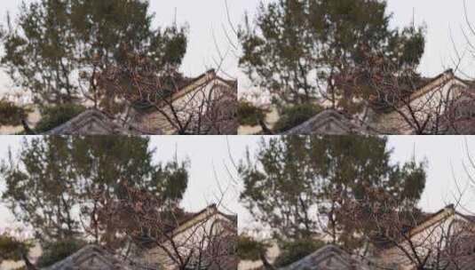 江南园林南京瞻园树枝上的麻雀高清在线视频素材下载