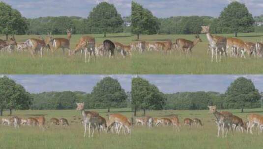 一群野鹿在阳光明媚的日子里吃草，然后它们高清在线视频素材下载