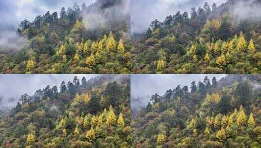 川西高原秋景黄色秋天景观高清在线视频素材下载