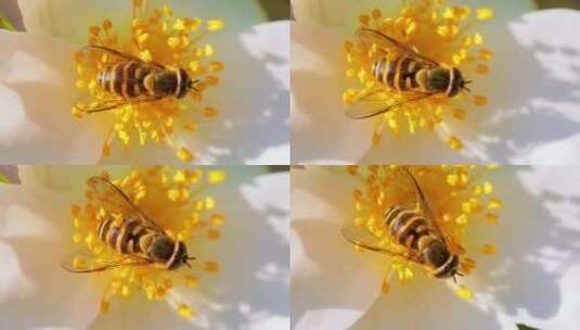 4k微距春天蜜蜂在梨花上采蜜高清在线视频素材下载