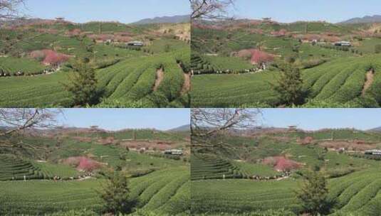 福建漳平龙岩永福樱花茶园高清在线视频素材下载