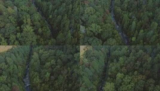 绿色自然生态环境森林航拍高清在线视频素材下载