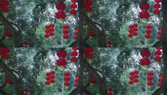树上红灯笼高高挂 春节 2251高清在线视频素材下载