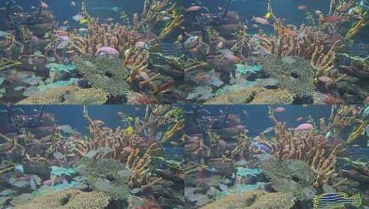 海底鱼群珊瑚礁高清在线视频素材下载