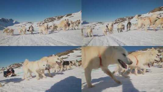 格陵兰狗拉雪橇高清在线视频素材下载