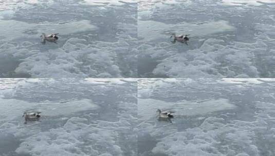 破冰游泳的水鸭子高清在线视频素材下载