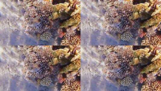 珊瑚 海洋 海底  海底世界高清在线视频素材下载