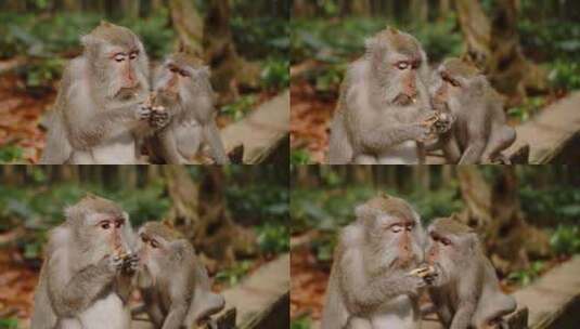 猴子看着另一只猴子在猴子森林里吃花生高清在线视频素材下载