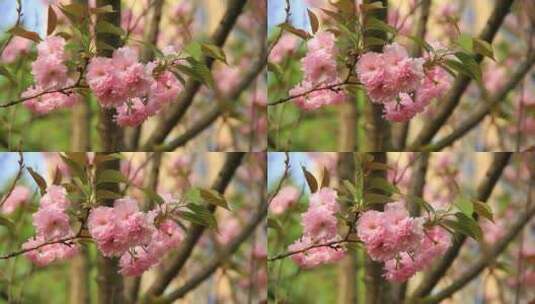 春分时节盛开的日本晚樱花实拍高清在线视频素材下载