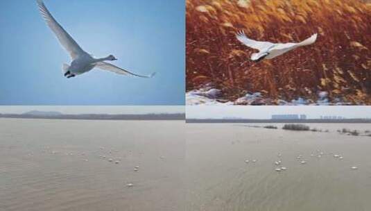 黄河 沉沙池 大天鹅 湿地高清在线视频素材下载